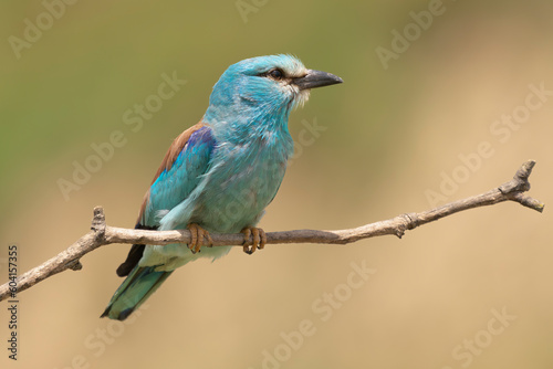 European roller - Coracias garrulus - perched with green background. Blue bird at green background. Photo from Dobruja in Bulgaria.