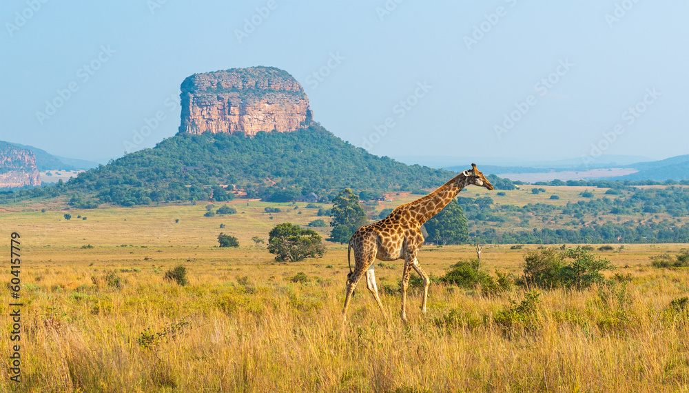 Fototapeta premium Giraffe (Giraffa Camelopardalis) panorama in African Savannah with a butte geological formation, Entabeni Safari Reserve, Limpopo Province, South Africa.