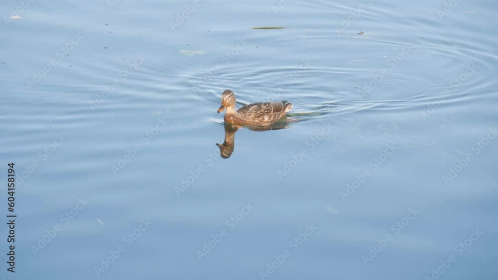 Duck swims in the city park. Ducks in the pond.