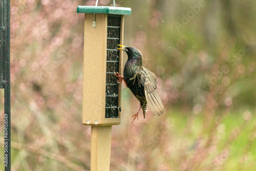 This beautiful starling bird has his wings out as he clings to the suet cage for some food. These pretty birds seem to shine in the sun. The white spots among the black body looks pretty.