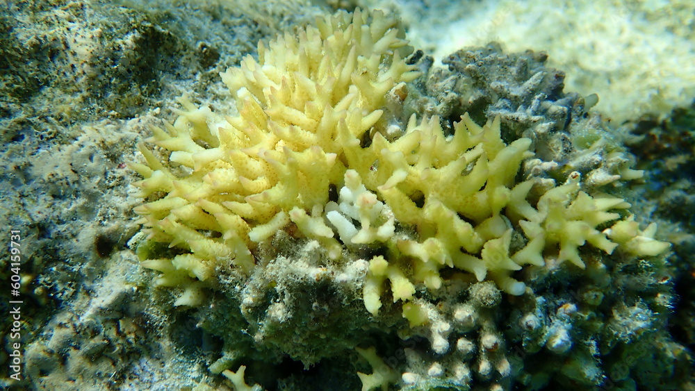 Bush coral or thin birdsnest coral, spiny row coral, needle coral (Seriatopora hystrix) undersea, Red Sea, Egypt, Sharm El Sheikh, Nabq Bay Bush coral or thin birdsnest coral, spiny row coral, needle coral (Seriatopora hystrix) undersea, Red Sea, Egypt, Sharm El Sheikh, Nabq Bay