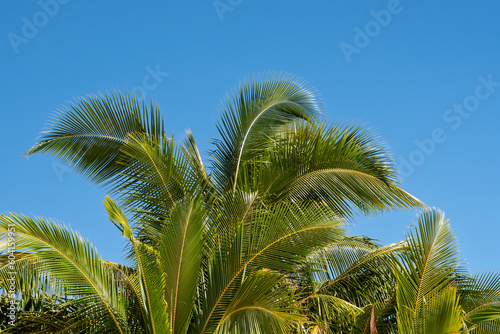 Tropical palm trees in Rarotonga  The Cook Islands