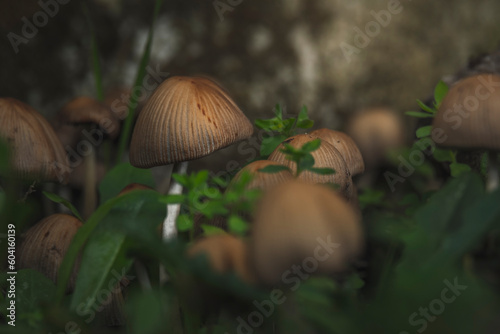 Bontios cogumelos na natureza com fundo desfocado