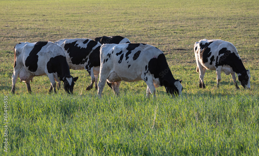 Herd of milk cows