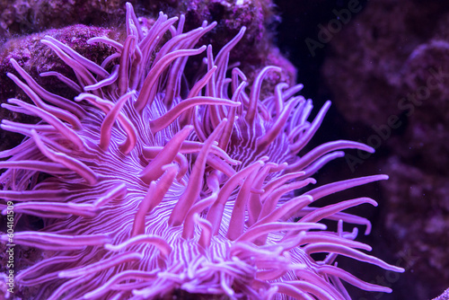 Striped Long Tentacle Anemone - Macrodactyla doreensis in underwater