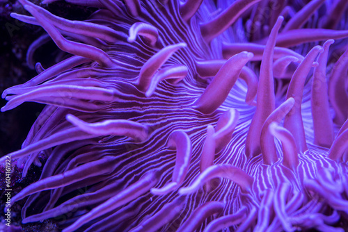 Close up view of Striped Long Tentacle Anemone - Macrodactyla doreensis in underwater