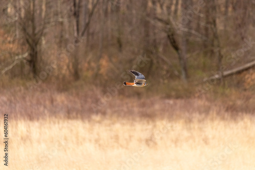 This colorful kestrel was caught flying through the air in the field of Bryn Coed nature preserve. I love the colors of this bird, the oranges and blues. This tiny raptor is such a powerful predator.