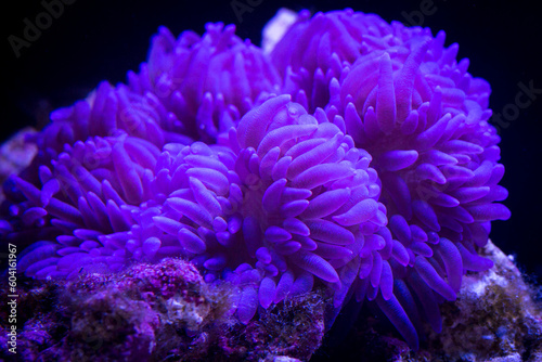 Purple Sebae Anemone - Heteractis crispa in underwater