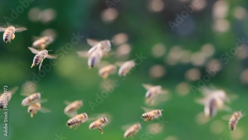 A swarm of bees is circling in the air. Bees return to the hive with fresh nectar. Apiculture. Healthy organic farm honey. Slow-motion video.