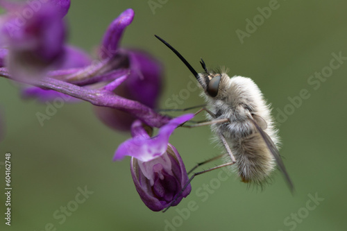Bombylius minor - Bombylius thapsinoides - Bombylius luteolus - Bombyle mineur