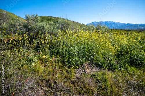 Spring in Yucaipa, California, after a wet winter with the green Crafton Hills looking at the Beautiful Grass and Flowers