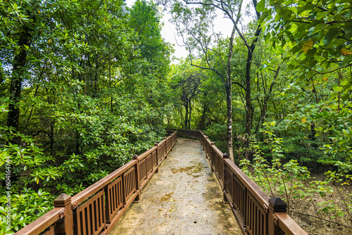 Bako National Park rainforest jungle trekking path  in Kuching  Borneo  Malaysia