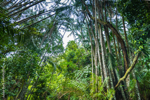 Bako National Park rainforest jungle landscape, in Kuching, Borneo, Malaysia