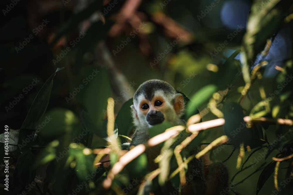 Obraz premium Squirrel monkey, Saimiri oerstedii, sitting on the tree trunk with green leaves, Corcovado NP, Costa Rica. Monkey in the tropic forest vegetation. Wildlife scene from nature. Beautiful cute animal.
