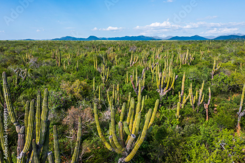 Cactus de Baja California Sur