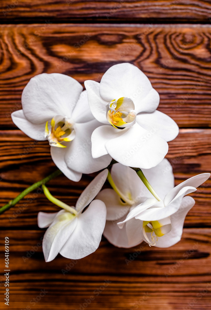 A branch of white orchids on a brown wooden background
A branch of white orchids on a brown wooden background