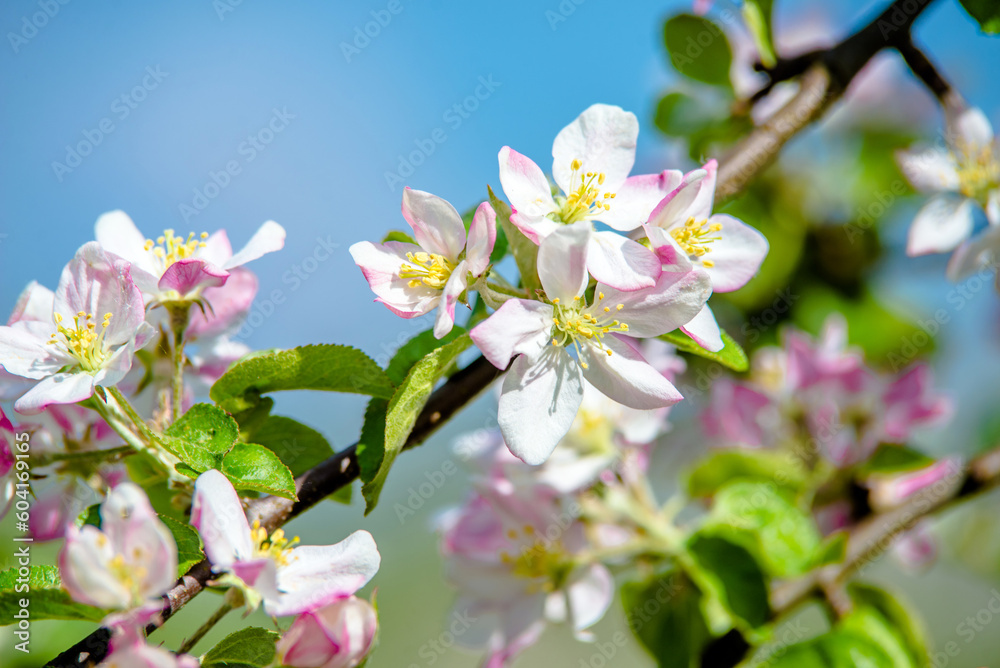Obraz premium appletree blossom branch in the garden in spring 