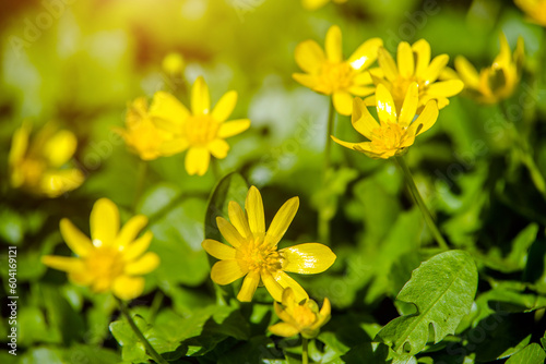 Yellow Lesser celandine flowers in spring on a green natural background
