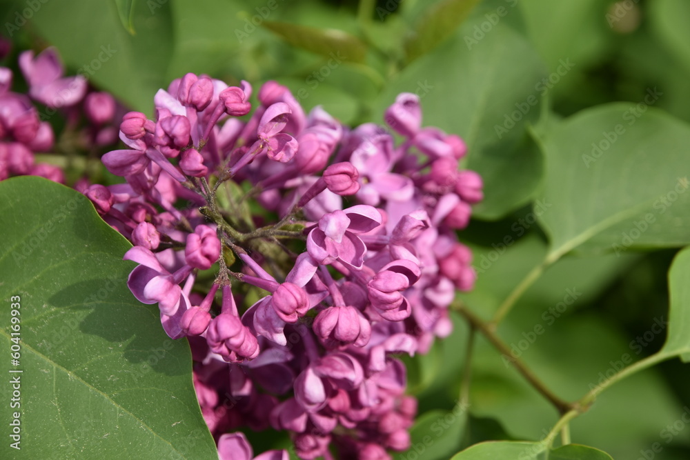 Lilac flowers in spring
