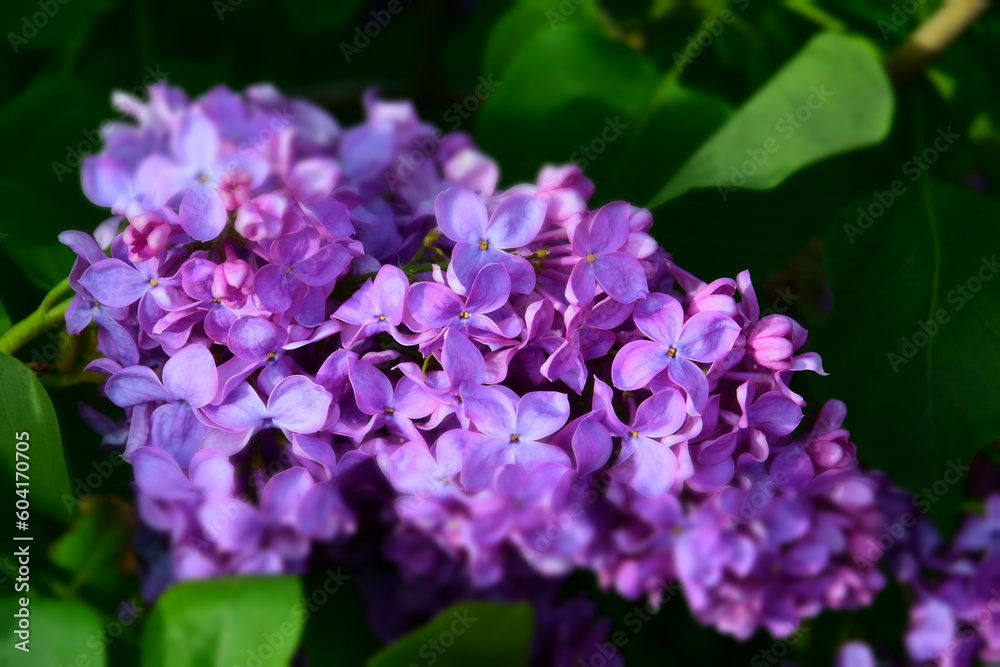 Lilac flowers in spring