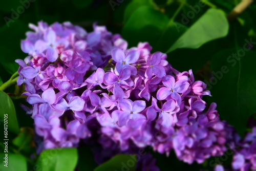Lilac flowers in spring