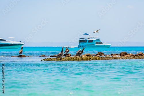 Pelicanos en Isla Espíritu Santo