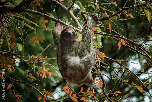 Cute sloth hanging on tree branch. Perfect portrait of wild animal in the Rainforest of Costa Rica scratching the belly, Bradypus variegatus, brown-throated three-toed sloth. photo