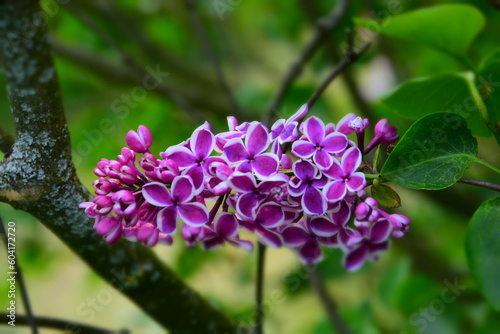 Obraz na płótnie Lilac flowers in spring w salonie