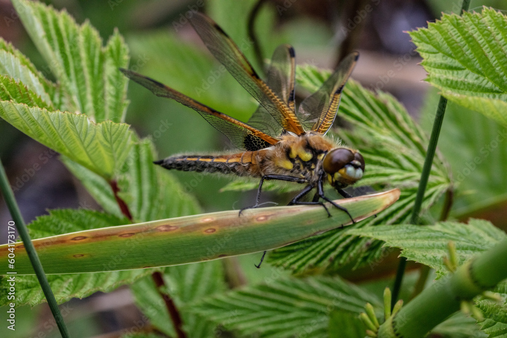 Four spotted chaser dragonfly freshly hatched. Four spotted chaser dragonfly freshly hatched.