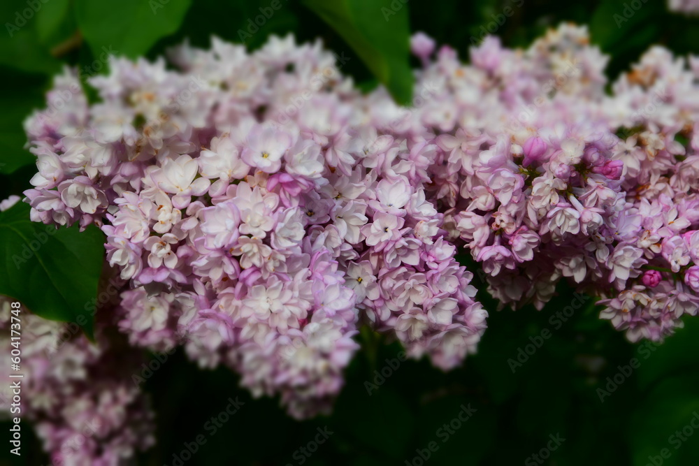 Lilac flowers in spring
