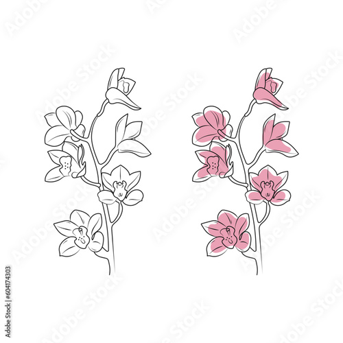 Pink orchid. Tropical flower. Line art. Hand drawn vector illustration.