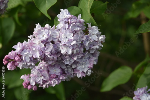 Obraz na płótnie Lilac flowers in spring w salonie