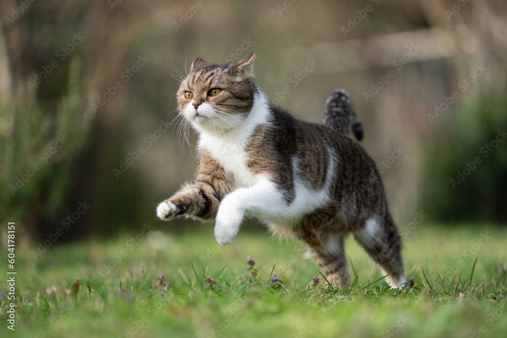 British Shorthair cat running on meadow at full speed, playing outdoors in the garden. British Shorthair cat running on meadow at full speed, playing outdoors in the garden.