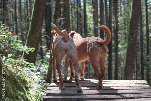 Photography Back view of two dogs standing in forest on wooden hiking trail and looking at something