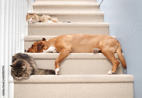 Foto Cats and dog sleeping together on stairs inside
