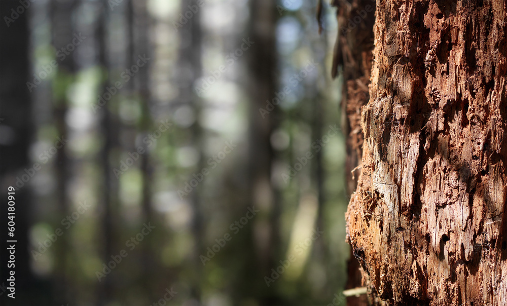 Abstract rotten tree standing in forest. Close up of decomposing decaying tree in rainforest in North Vancouver, BC, Canada. Idyllic summer trail hiking background. Selective focus. Abstract rotten tree standing in forest. Close up of decomposing decaying tree in rainforest in North Vancouver, BC, Canada. Idyllic summer trail hiking background. Selective focus.