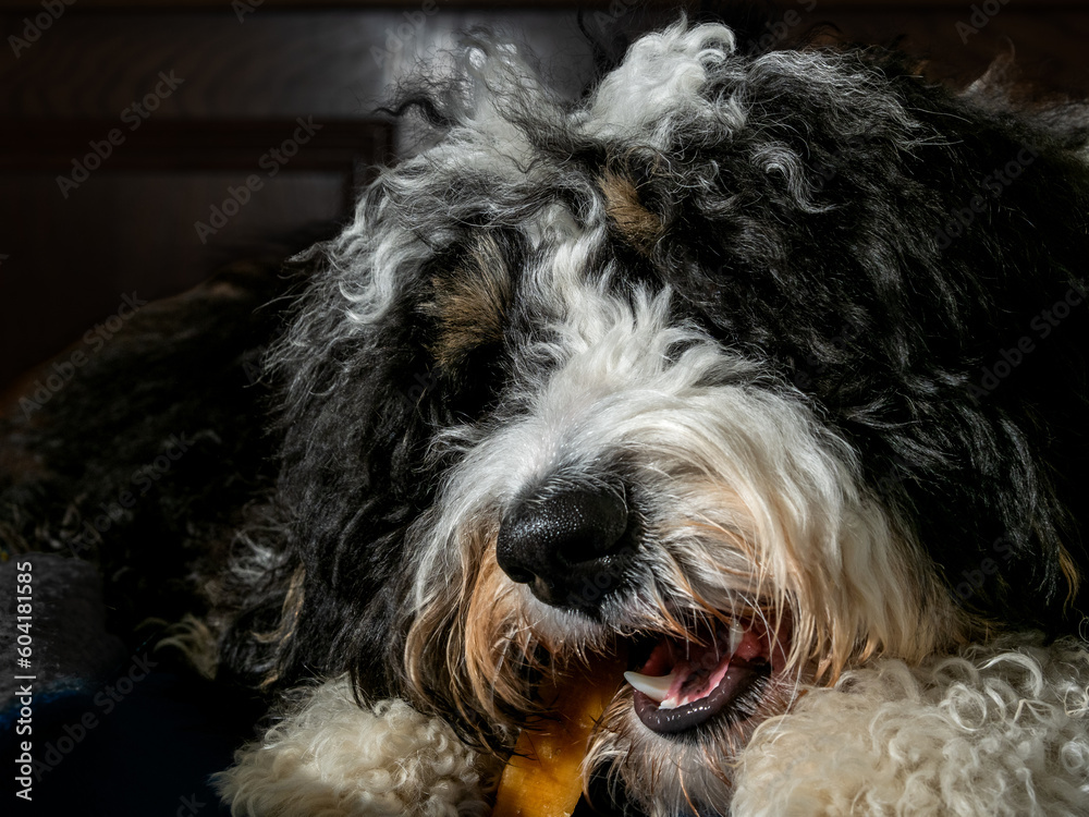 Close-up of a bernedoodle puppy eating on a stick with teeth visible.