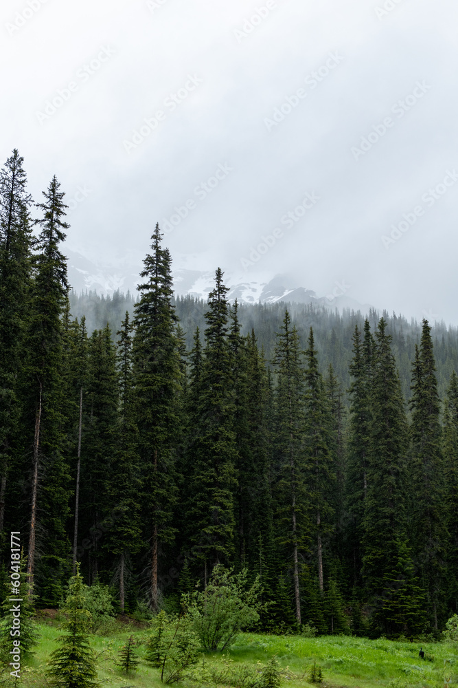 Misty and foggy mountain pine forest in the Canadian Rockies