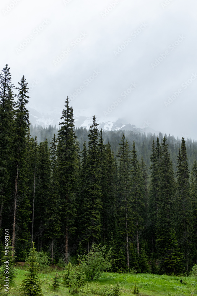 Misty and foggy mountain pine forest in the Canadian Rockies Misty and foggy mountain pine forest in the Canadian Rockies