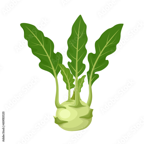Vector illustration, kohlrabi stem with leaves, scientific name Brassica oleracea Gongylodes Group, isolated on white background.