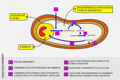 The role of gibberellinn i the germination  of a barley seed.
vector illustration