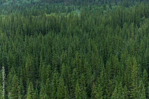 Aerial shot of green pine tree forest in Banff Canada