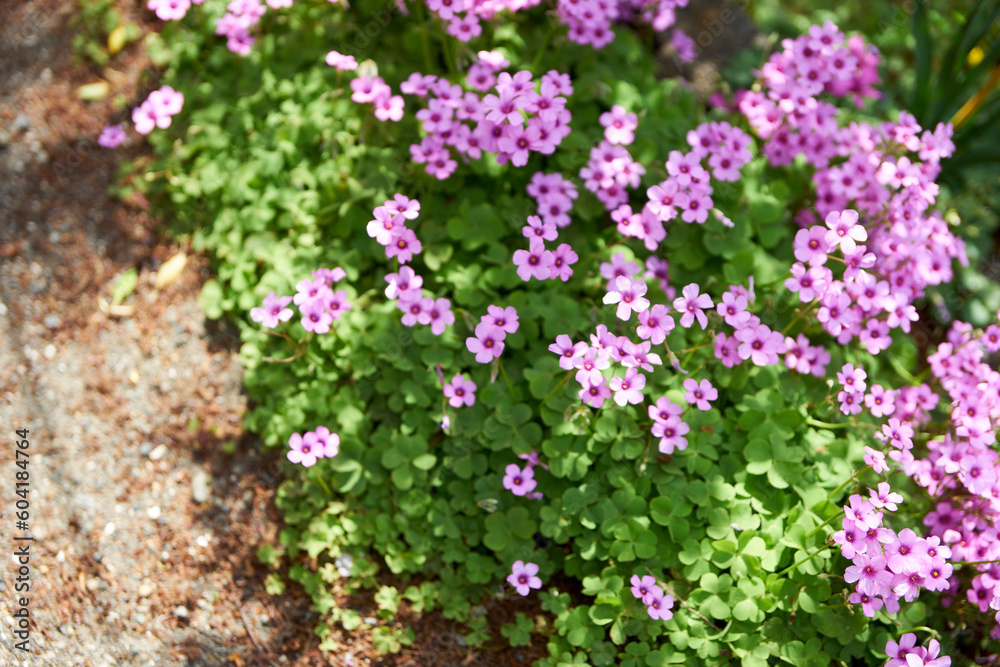 カタバミ・花・ピンク・野草・雑草・野花・アップ・木漏れ日 カタバミ・花・ピンク・野草・雑草・野花・アップ・木漏れ日