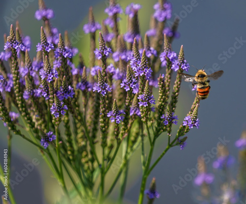 Blue vervain (Verbena hastata) also known as American vervain or swamp verbena, growing by the edge of a lake, being visited by an Orange Belted bumblebee. 