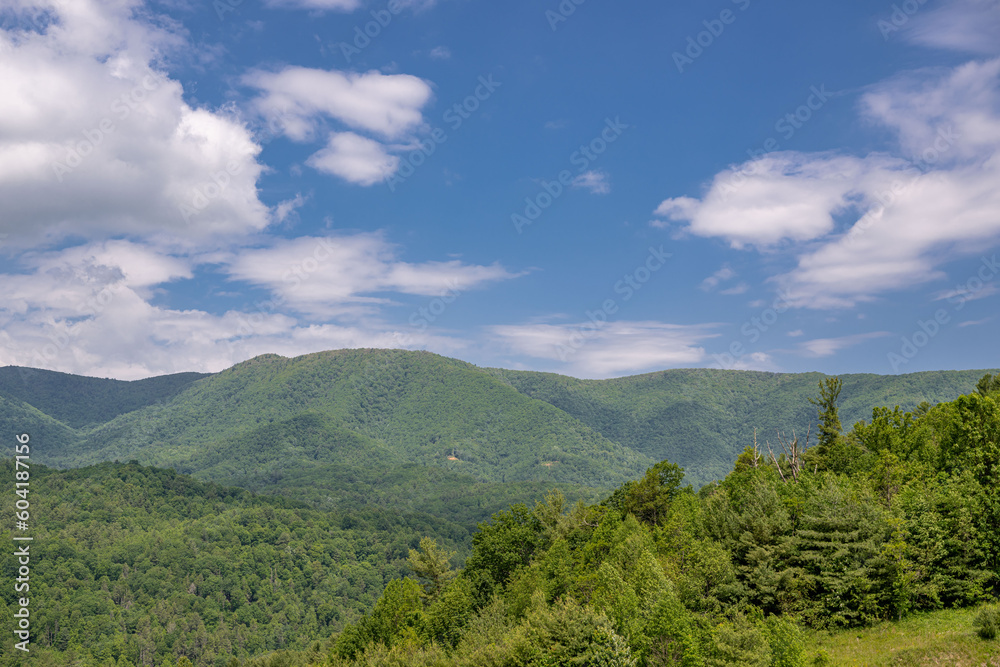 flowery mountain landscape