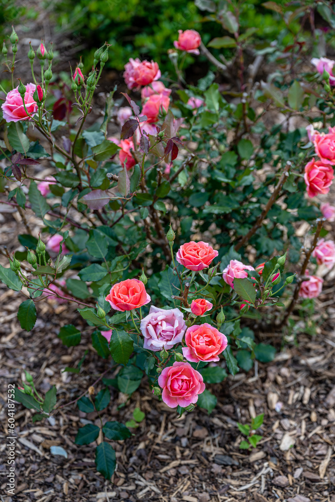 flowery landscape