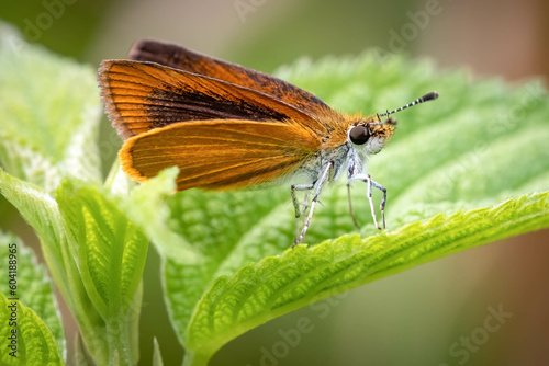 An adorable Least Skipper (Ancyloxypha numitor) perched on a leaf. Raleigh, North Carolina. photo