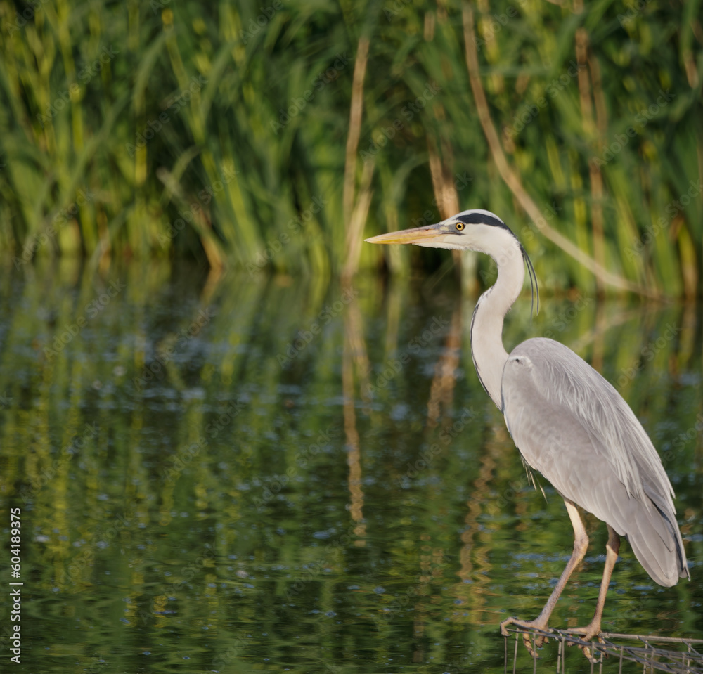 Heron Overlooking water Heron Overlooking water