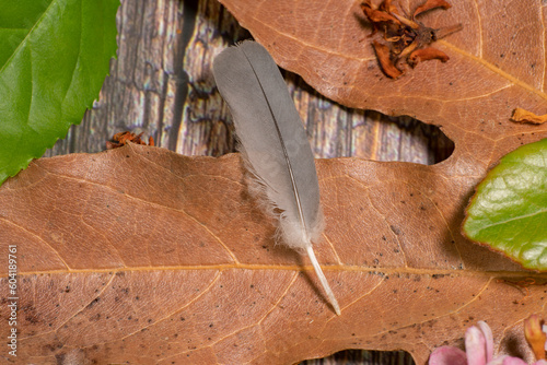 Close up of grey bird feather on fallen leaf on wooden table. photo