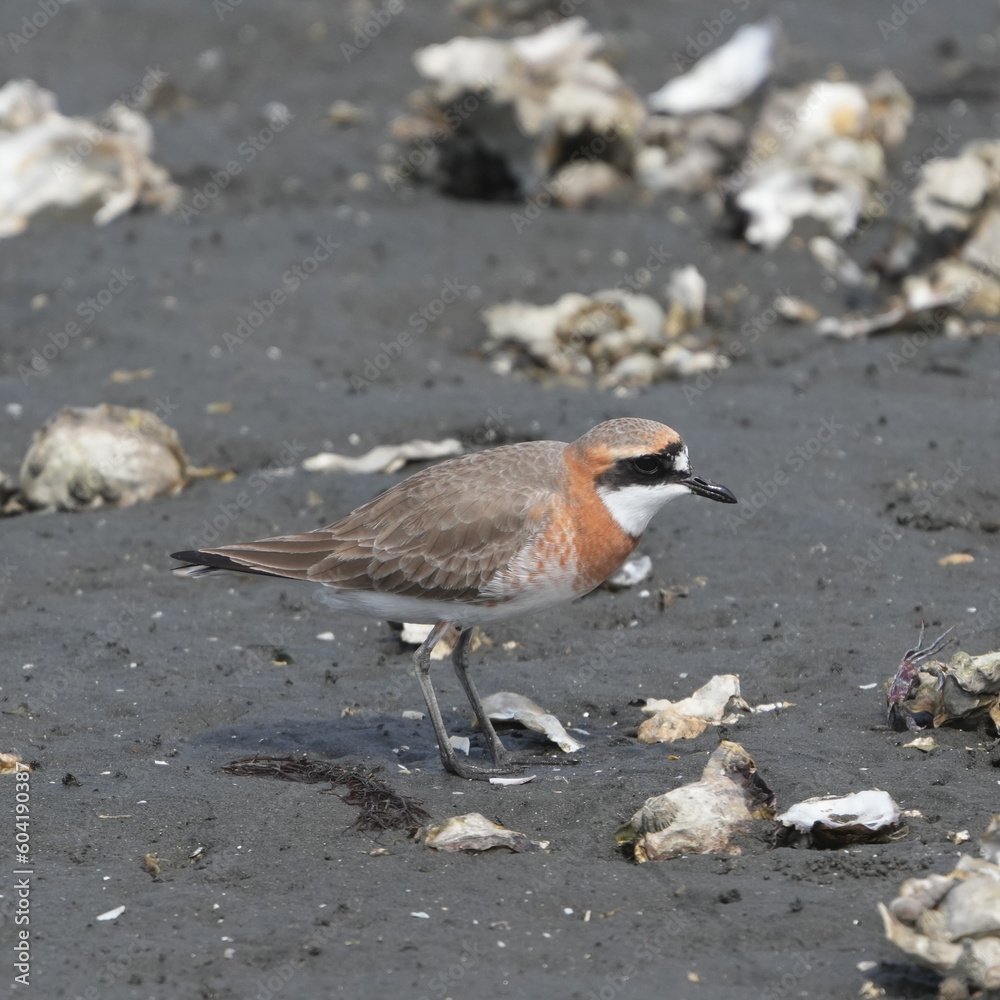 lesser sand plover in a seashore lesser sand plover in a seashore